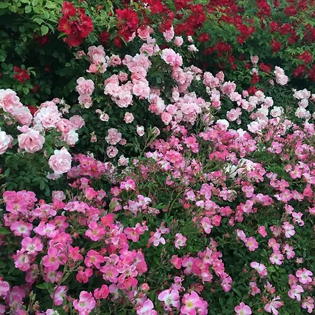 Au Parfum Des Roses * Gunstett