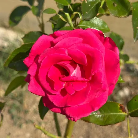 アパート Au Parfum Des Roses *