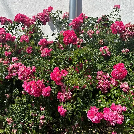 Au Parfum Des Roses Gunstett